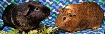 Rescue Short Haired Guinea Pigs for Adoption in Chicago Heights, Illinois - Brownie | PetCurious